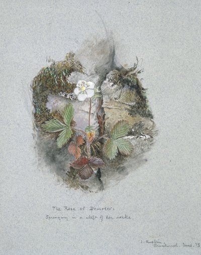 A Wild Strawberry Plant by John Ruskin